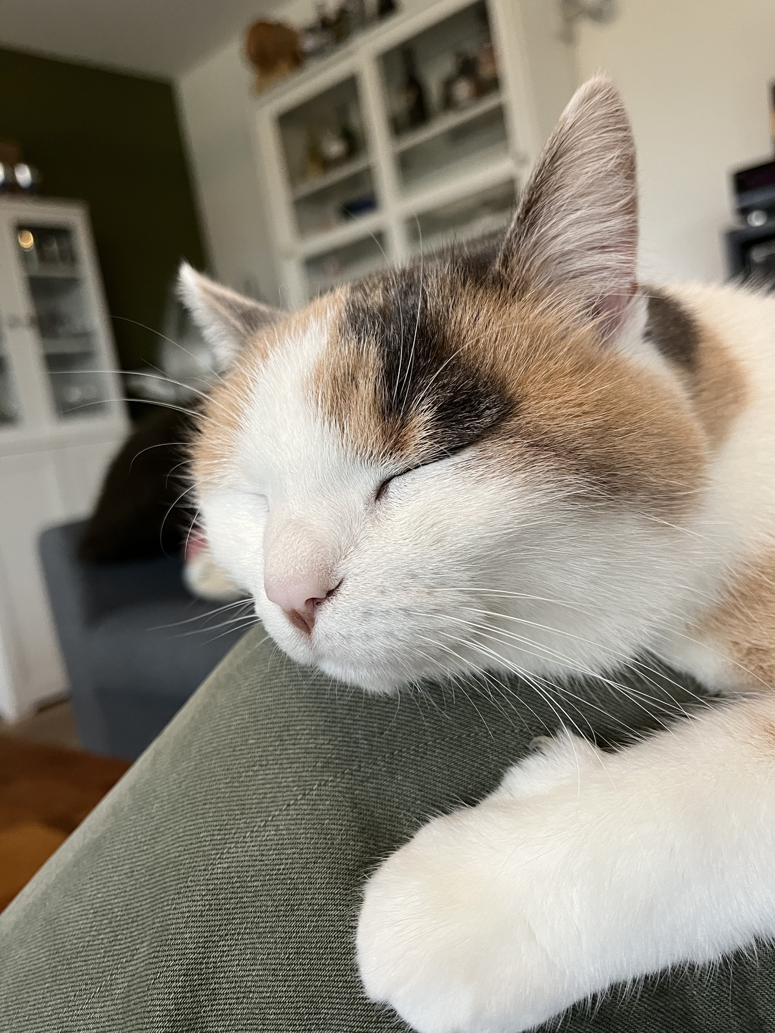 Pip the Calico cat having a nap on my knee
